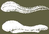 foeutus2